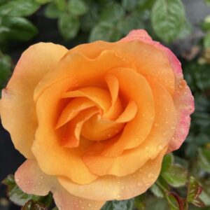 Edelrose 'Maja Oetker'®